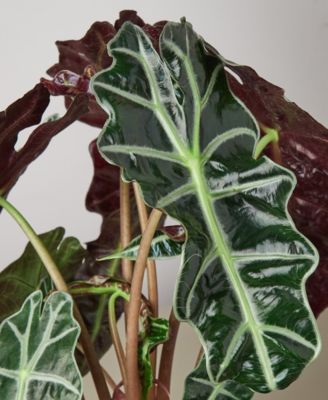 Alocasia Polly 'African Mask' Live Plant, 6" Pot