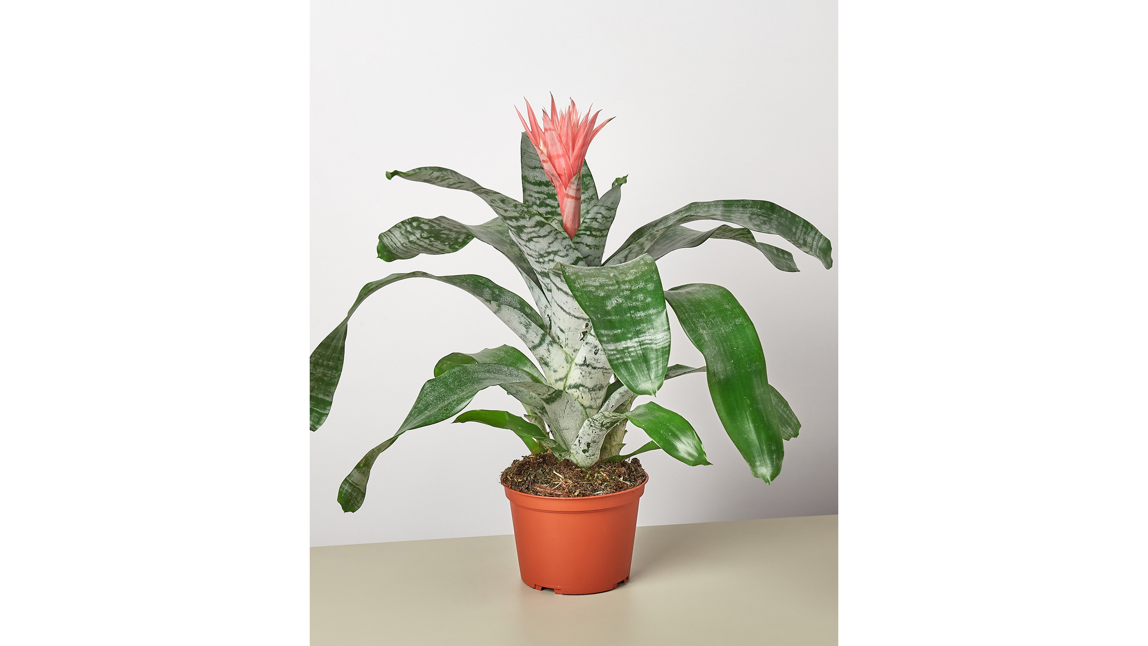 Bromeliad 'Silvervase' Live Plant, 6" Pot