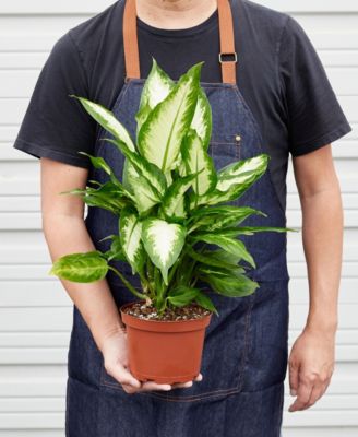 Dieffenbachia Camille Live Plant, 6" Pot