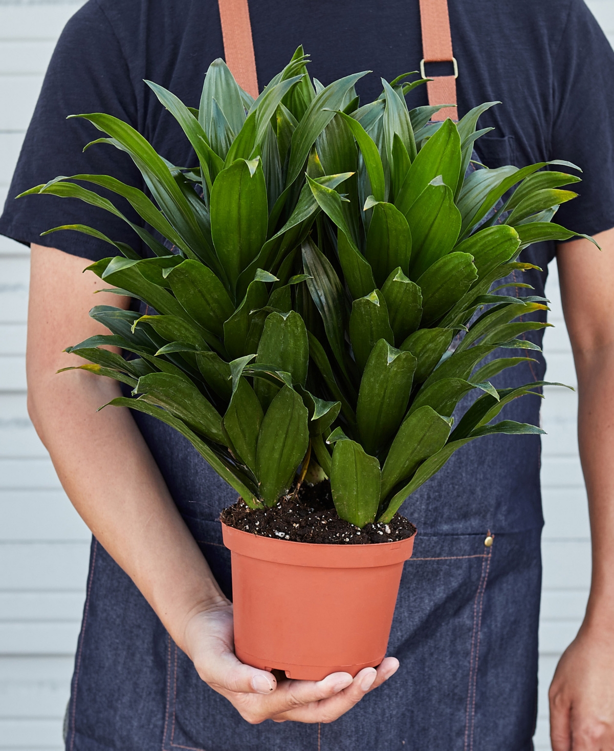 House Plant Shop Dracaena 'janet Craig' Live Plant, 6" Pot In No Color