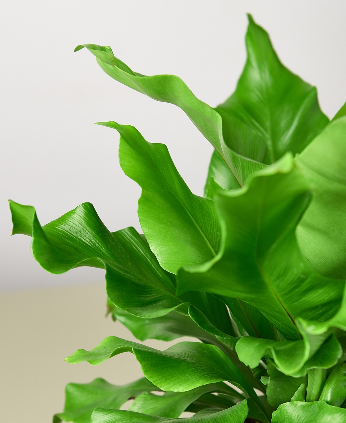 House Plant Shop Bird's Nest 'nidus' Fern Live Plant, 6" Pot In No Color