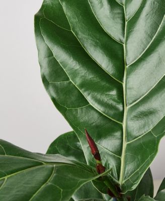 Ficus Lyrata Fiddle Leaf Fig Live Plant, 6" Pot