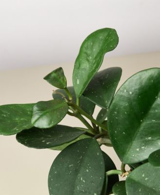 Hoya 'Obovata' Live Plant, 6" Pot