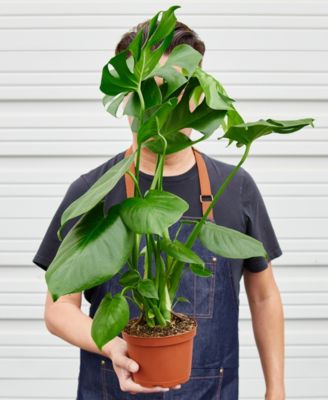 Philodendron 'Monstera' Live Plant, 6" Pot
