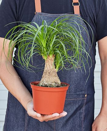 House Plant Shop - 