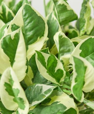 Pothos N'Joy Live Plant, 6" Pot