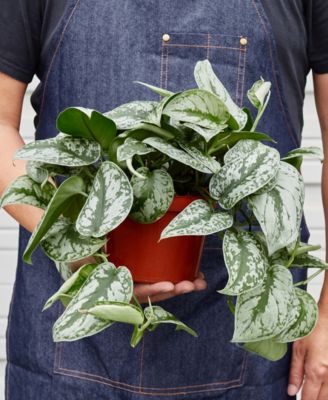Pothos 'Silver Splash' Live Plant, 6" Pot