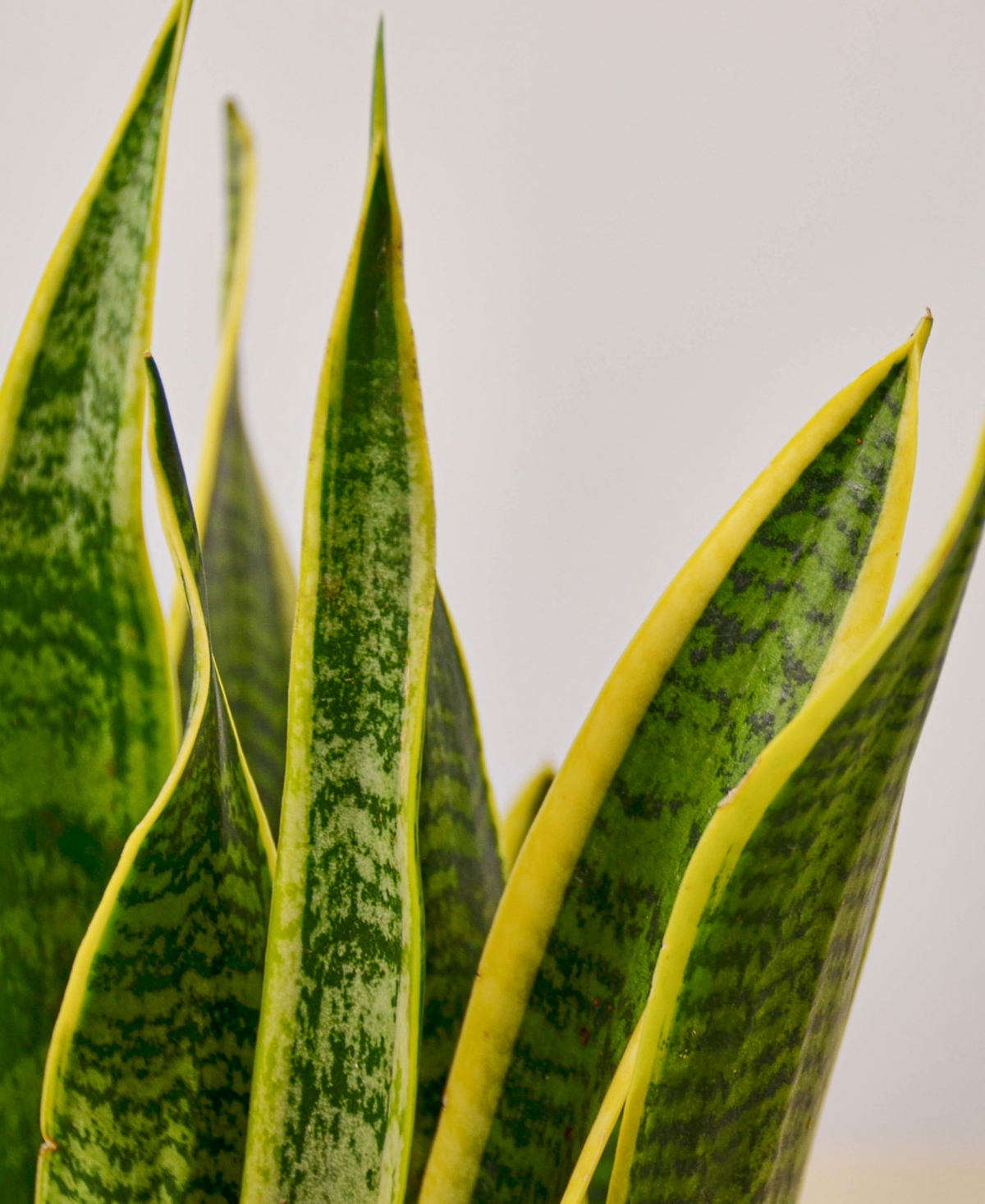 House Plant Shop Snake Laurentii Live Plant, 6" Pot In No Color
