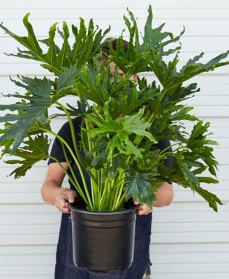 Philodendron 'Lickety Split' Live Plant, 8" Pot