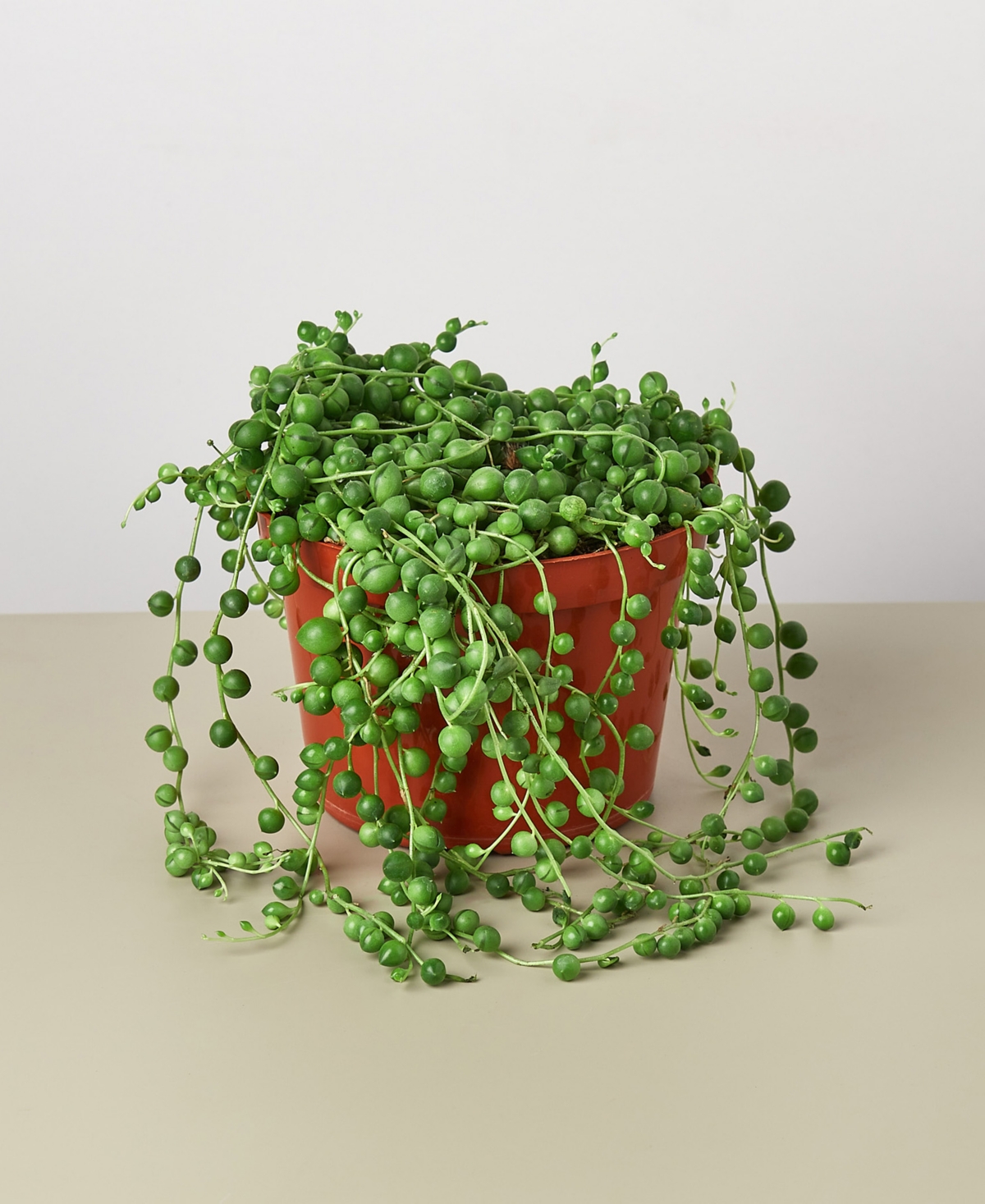 Succulent String of Pearls Live Plant, 6" Pot