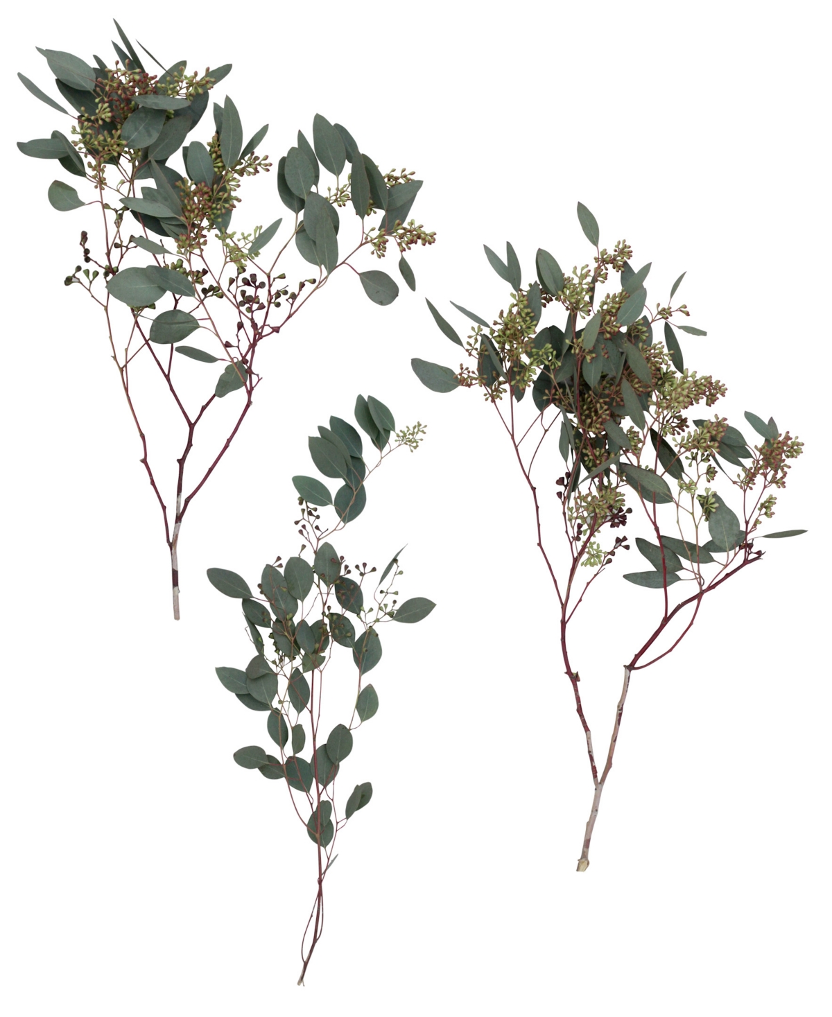 Magnolia Supply Co Fresh Seeded Eucalyptus Bundle In No Color
