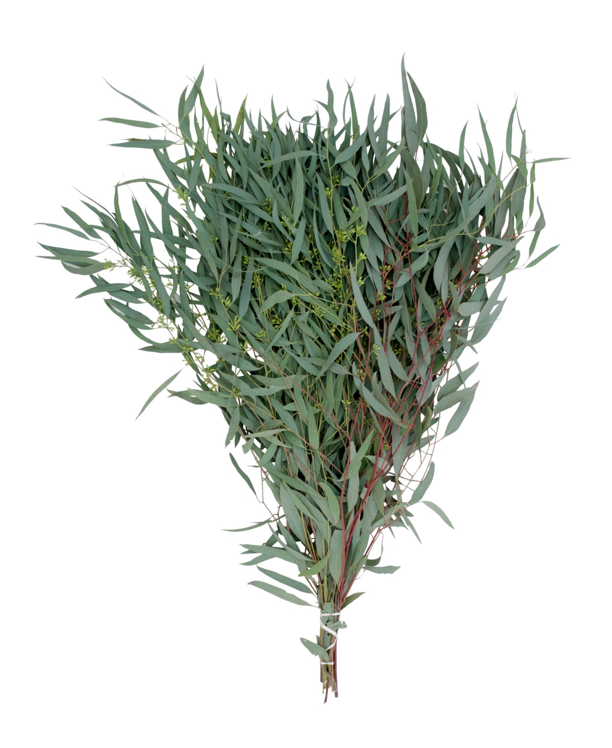 Fresh Willow Eucalyptus Bundle