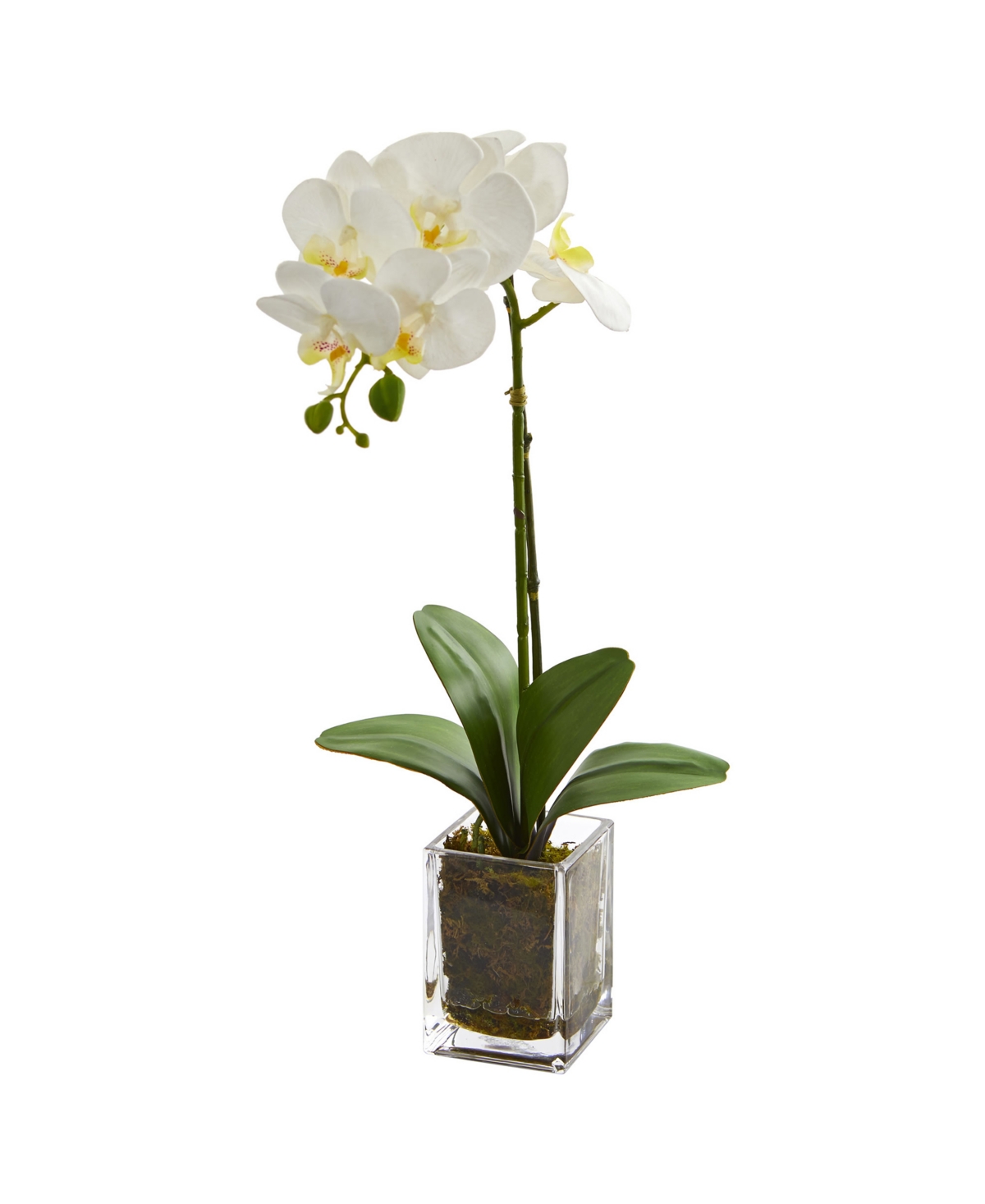 24" Orchid Phalaenopsis Artificial Arrangement in Vase - Cream