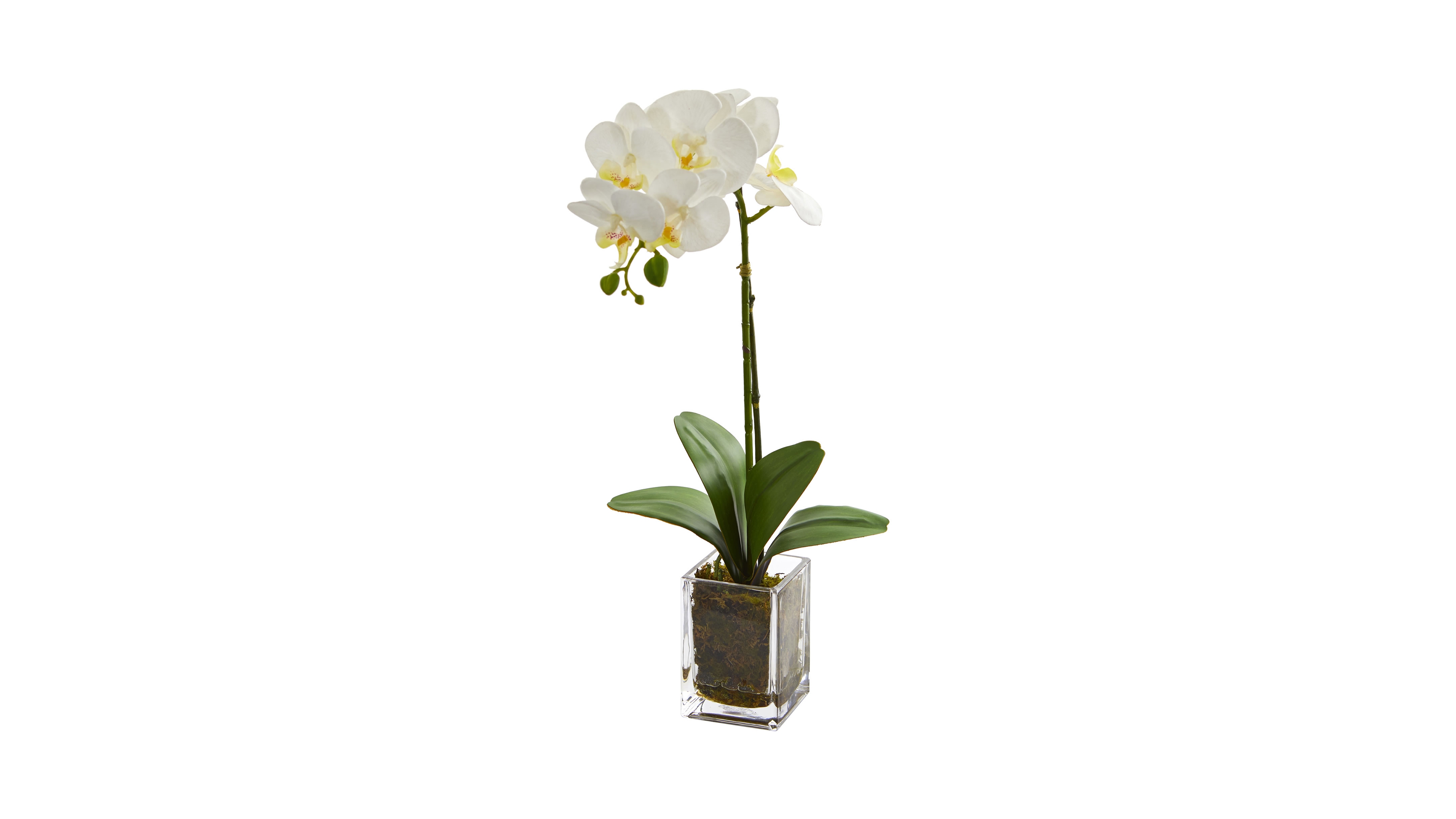 24" Orchid Phalaenopsis Artificial Arrangement in Vase