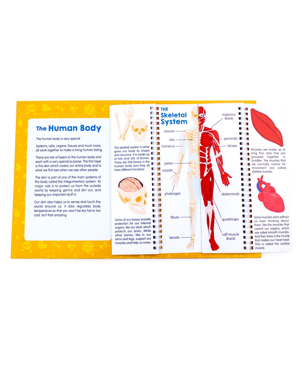 Shop Junior Learning Anatomy Flips Educational Learning Book In Multi