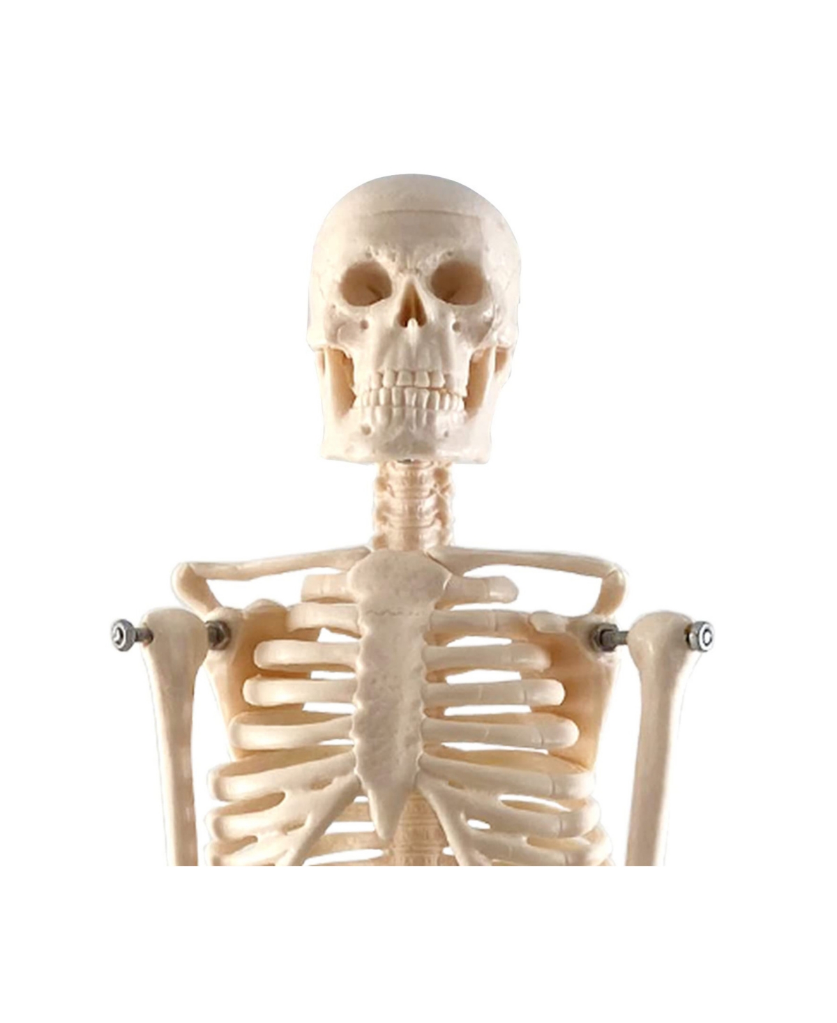 Supertek Human Skeleton Model With Key, 10.5" In White