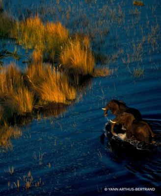 Aqua Allegoria Forte Mandarine Basilic Eau de Parfum Refill, 6.7 oz.