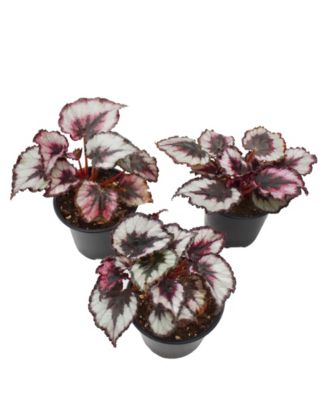 National Plant Network