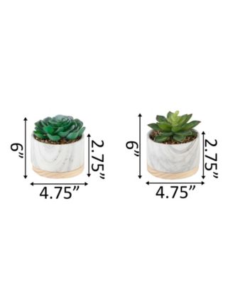 Succulent in Base Set, 2 Piece