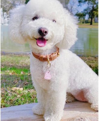 Pet Dog Collar - Bella Rose