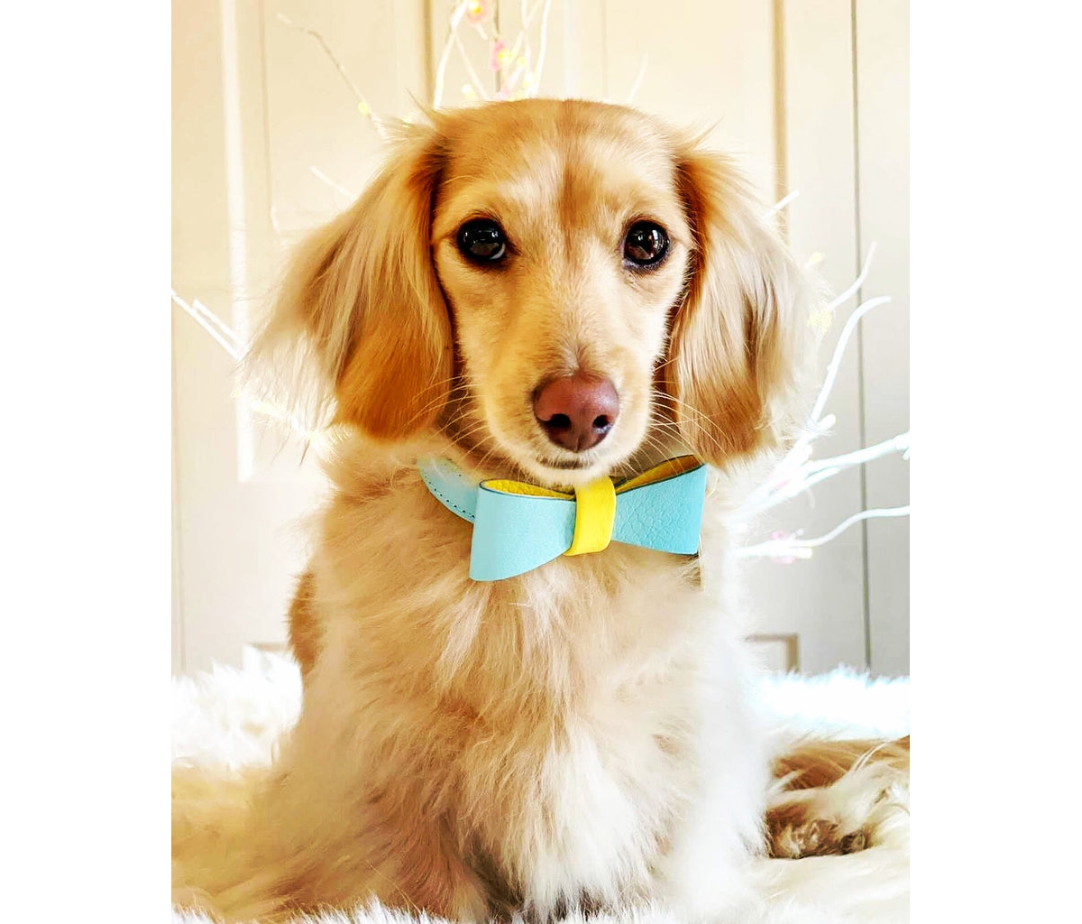 PoisePup Pet Dog Bow Tie -- Sunshine babe