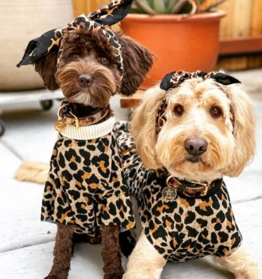 Pet Dog Collar - Wildest One