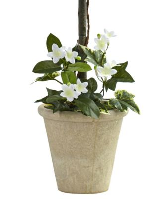 3' Stephanotis Topiary w/ Planter