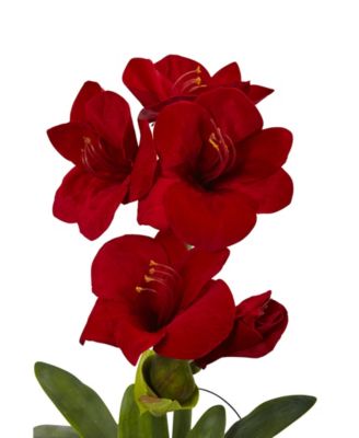 24" Amaryllis w/Vase