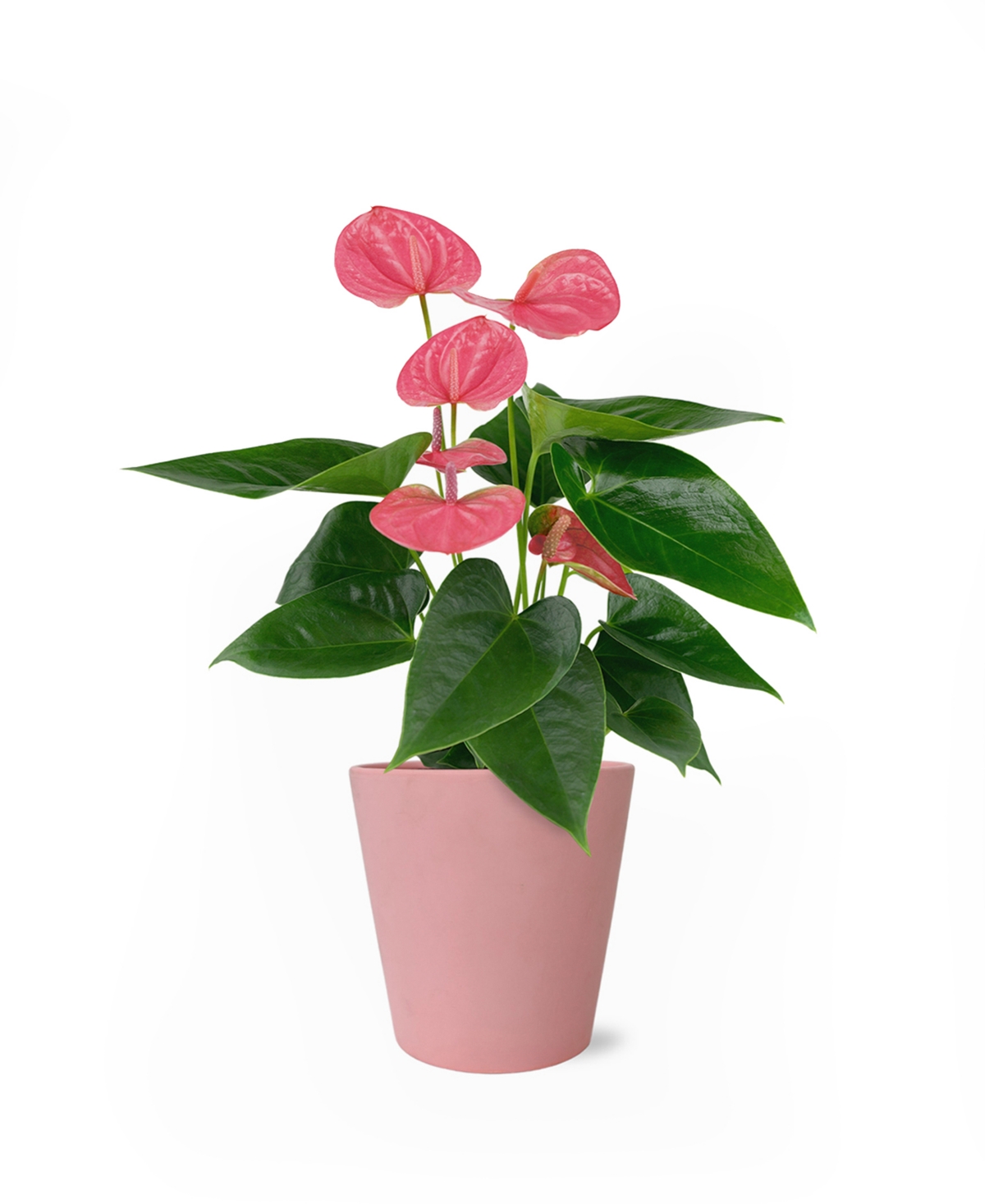 Perfectly Pink Anthurium Live Plant