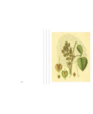 Instant Wall Art Vibrant Botanical Prints- 45 Ready-to-Frame Illustrations for Your Home D&eacute;cor by Adams Media Corporation