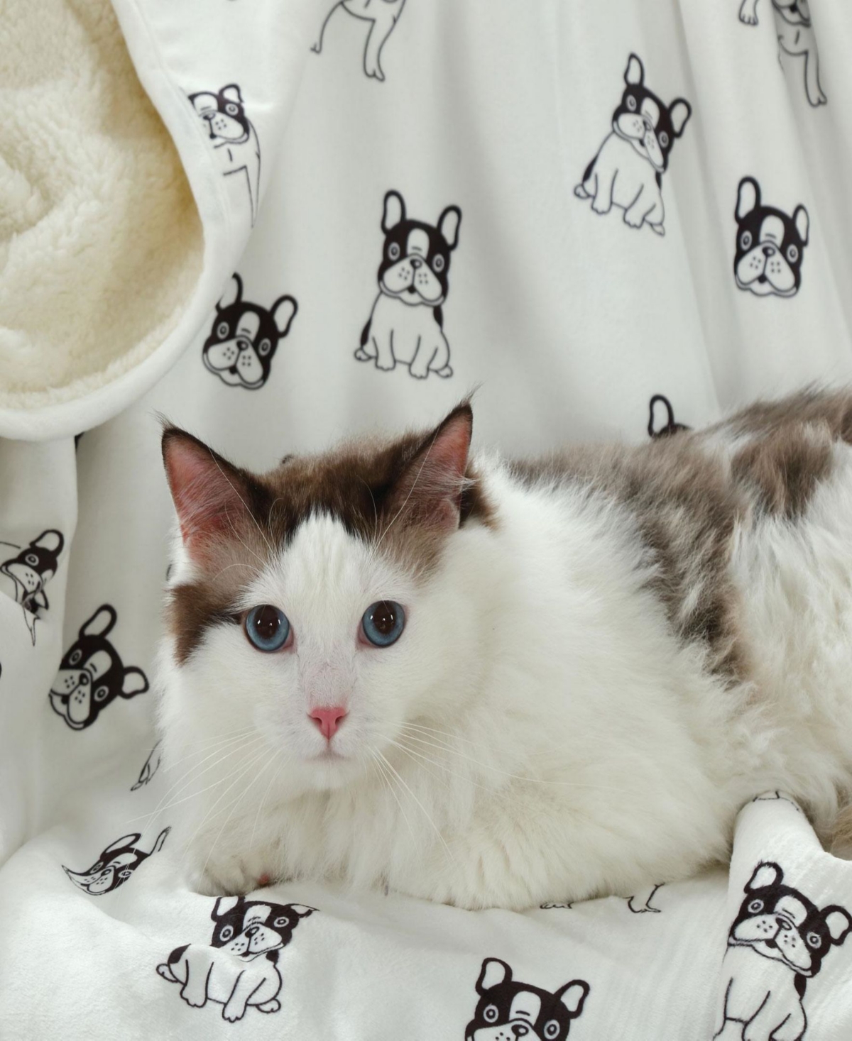 Happycare Textiles Advanced Water Resistant Pets Print Comfort Throw, 50