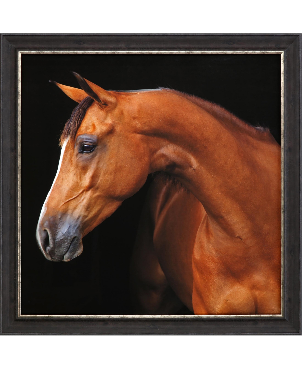 Paragon Picture Gallery Jack The Horse Framed Art In Brown