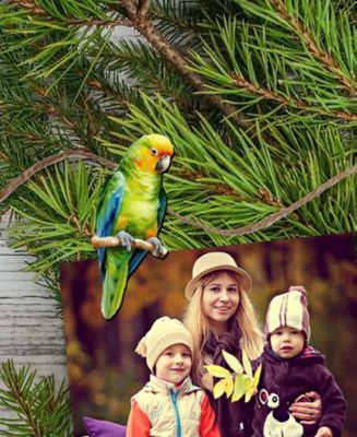 Holiday Wooden Clip-On Ornaments Parrots Set of 6 G. DeBrekht