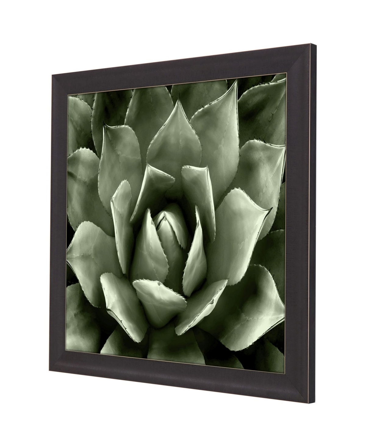 Shop Paragon Picture Gallery Green Succulent Ii Framed Art
