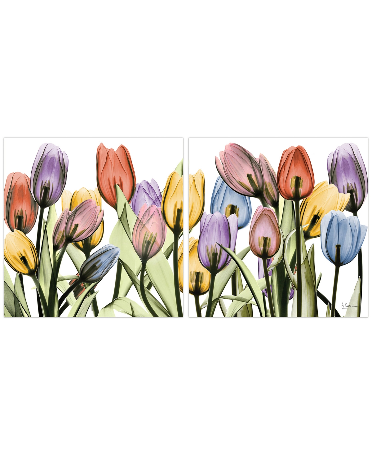 Empire Art Direct Tulip Scape X-ray I Ii Frameless Free Floating Tempered Glass Panel Graphic Wall Art, 24" X 24" X 0. In Multi-color
