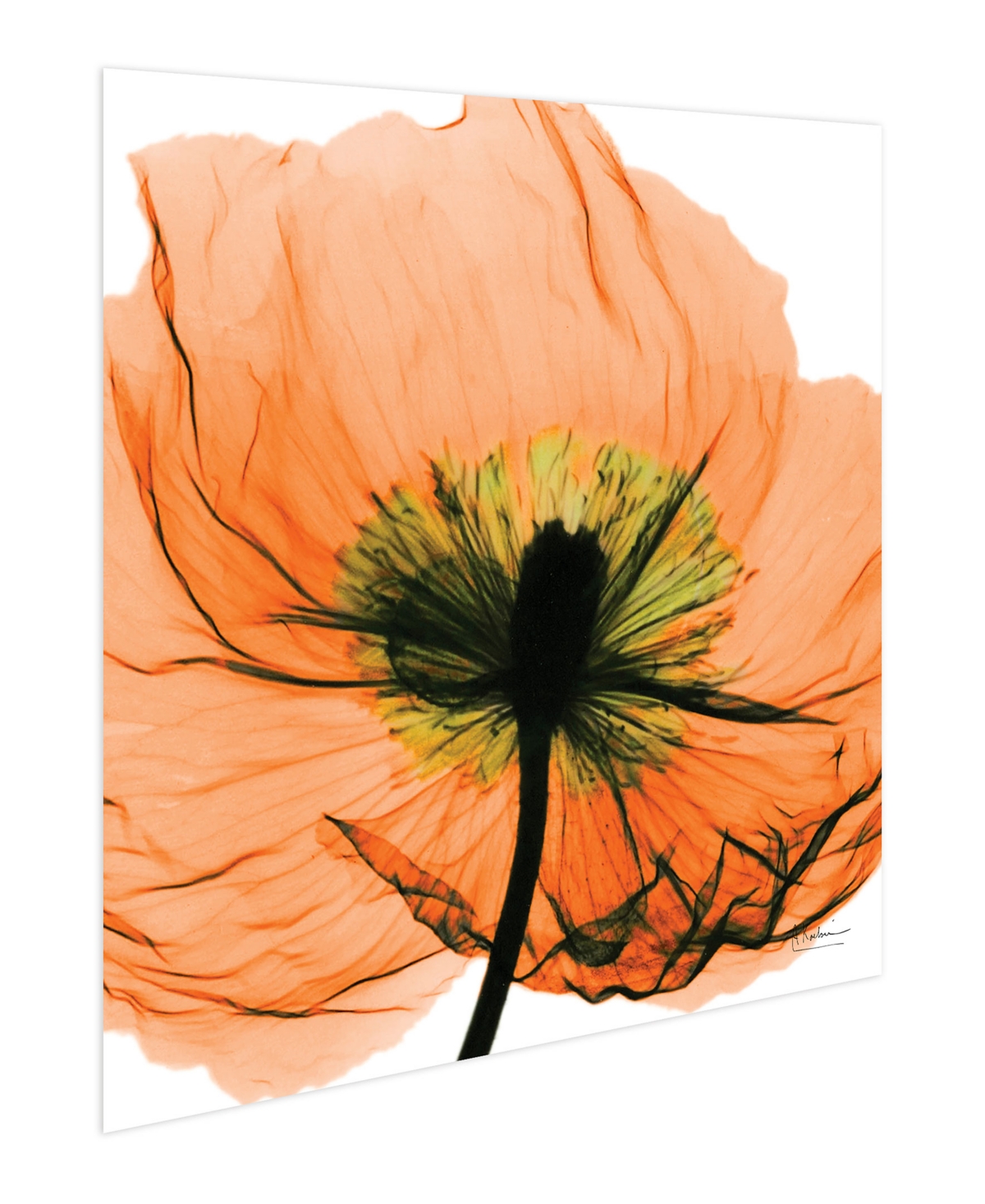 Empire Art Direct "poppy Orange" Frameless Free Floating Tempered Glass Panel Graphic Wall Art, 24" X 24" X 0.2" In Orange