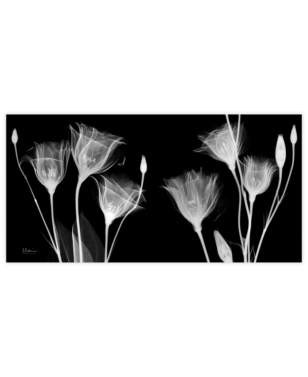Empire Art Direct "gentian X-ray" Frameless Free Floating Tempered Glass Panel Graphic Wall Art, 24" X 48" X 0.2" In Black,white