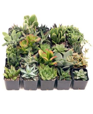 Mountain Crest Gardens