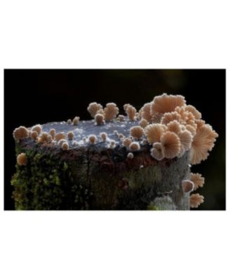 Entangled Life- The Illustrated Edition- How Fungi Make Our Worlds by Merlin Sheldrake