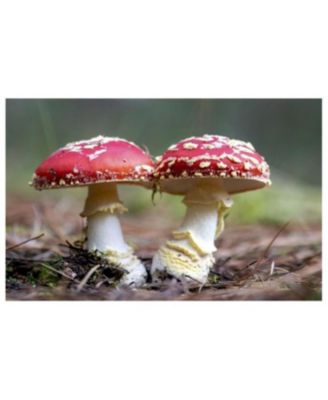 Entangled Life- The Illustrated Edition- How Fungi Make Our Worlds by Merlin Sheldrake