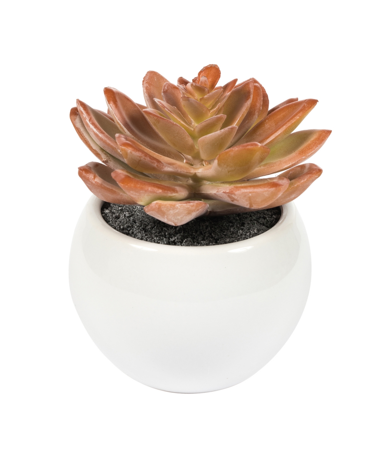 Vickerman 5" Artificial Assorted Potted Succulents. In Multi