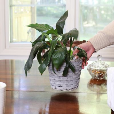 5-Piece Wicker Planter Basket Set - Indoor Use Only - Plastic Lined Flower Pots - Gray Poplar Construction with Steel Wire Frame - 6.75-Inch Diameter