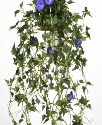 44 Hanging Morning Glory Plant