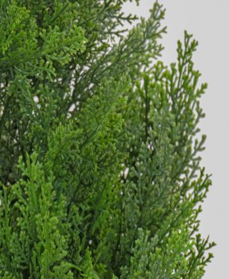 50 Cedar Tree in Dark Green Round Growers Pot
