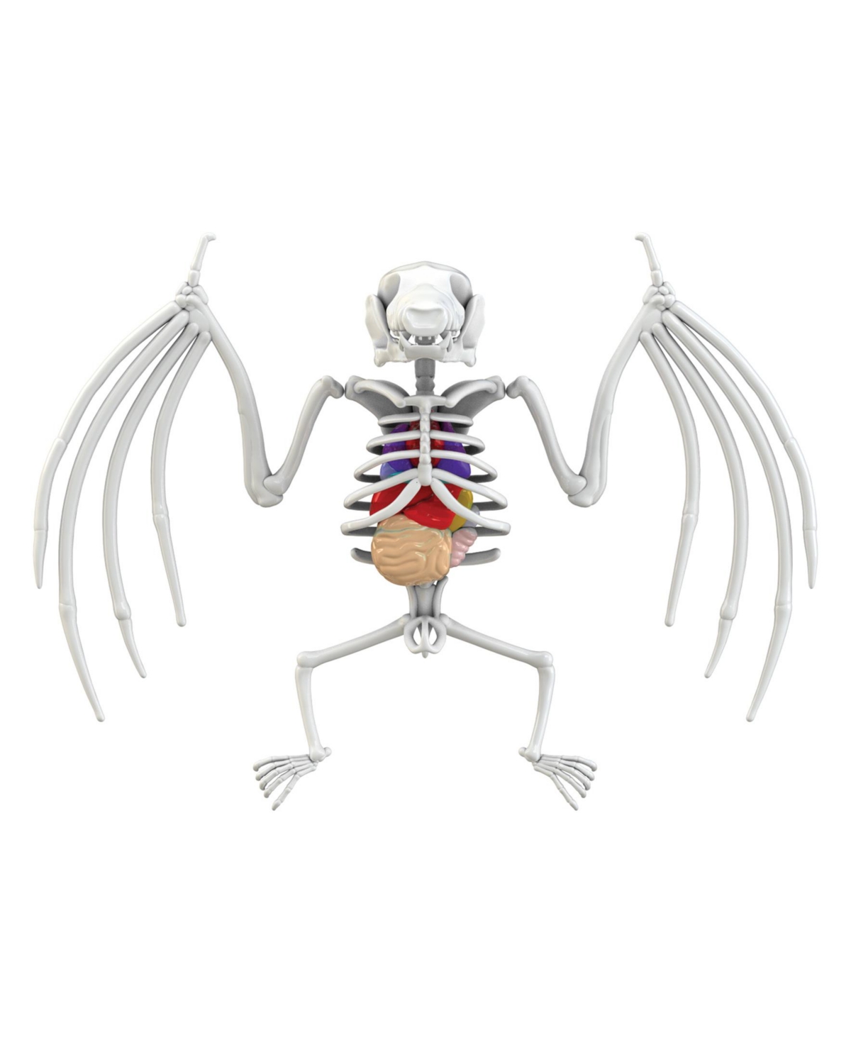 World Tech Toys Amazing Creatures Synthetic Dissection Kit In Multi