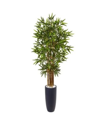Cane Tree in Cylinder Planter – Sleek Indoor/Outdoor Plant for Modern Decor