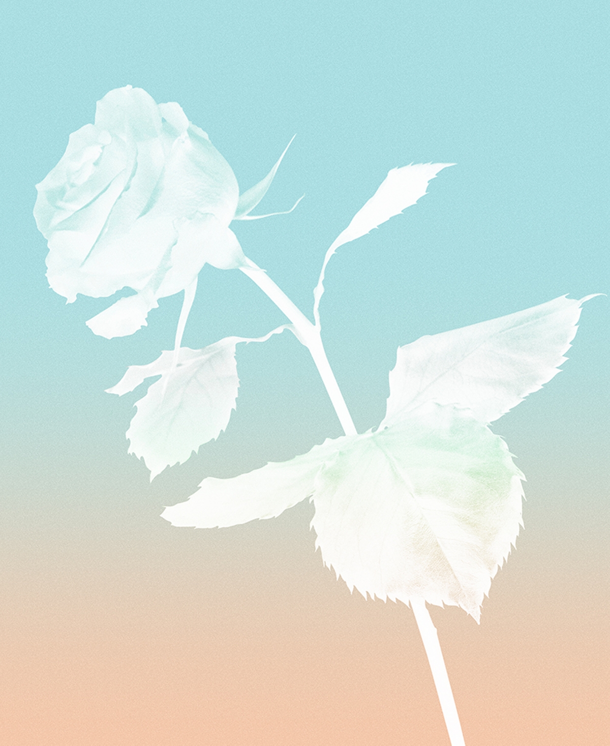 Tiffany & Co. 3-Pc. Tiffany Rose Gold Eau de Parfum Holiday Gift Set