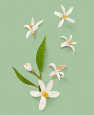 The Alchemist's Garden 1921 Eau de Parfum, 3.3 oz.