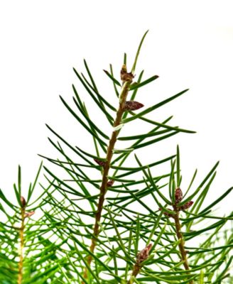 Fresh Cut Real Christmas Tree Douglas Fir 4'-5'