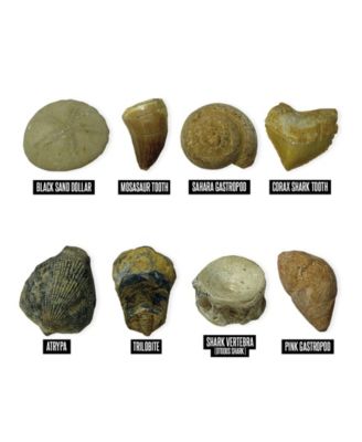 GeoSafari Jr. Fossil Excavation Kit